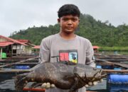 Maksimalkan Potensi PAD Usaha Perikanan, DPRD Sumbar Usulkan BPBALP Rangkul Pengusaha