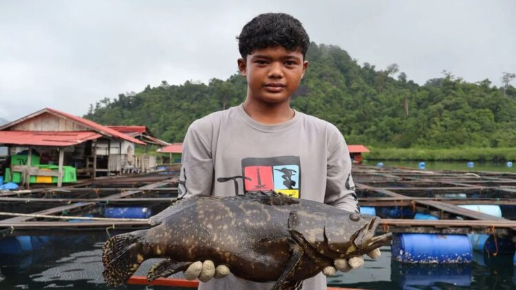 Badan Karantina Indonesia Tangani 3.728 Kasus Komoditas Ilegal, Satu sudah P21 1 Seorang pekerja mengangkat seekor ikan kerapu siap ekspor di Kabupaten Pesisir Selatan. (ANTARA/Muhammad Zulfikar)