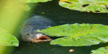 Kenali 8 Penyakit Ikan Patin, Wajib Waspada
