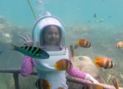 Paket Wisata Bawah Laut, Seawalker Bali Murah