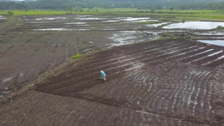 Lahan sawah pasca dilakukan optimasi oleh pemerintah daerah Tanahdatar di Kecamatan Rambatan (Antara/video drone Dinas Kominfo Tanahdatar)