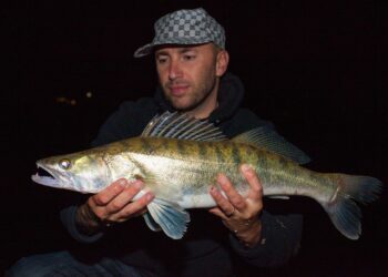 Seputar Makanan Ikan Aligator yang Perlu Anda Ketahui