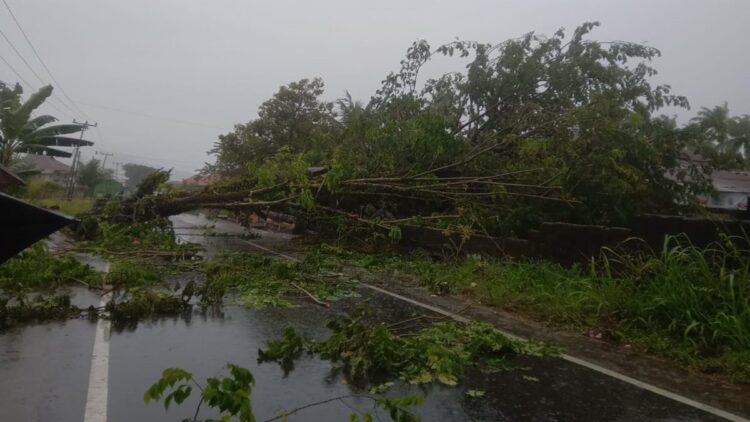 Salah satu titik lokasi pohon tumbang di Kota Padang. (Foto: Dok. BPBD Padang)
