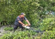 Pohon Tumbang di Pariaman Timpa Pengendara yang Melintas