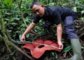 Rafflesia Tuan-Mudae Berukuran 76,5 Centimeter Mekar Sempurna di Agam 4 Rafflesia Tuan-Mudae Berukuran 76,5 Centimeter Mekar Sempurna di Agam