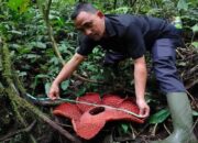 Rafflesia Tuan-Mudae Berukuran 76,5 Centimeter Mekar Sempurna di Agam