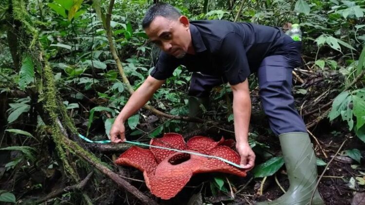 Petugas Resor Konservasi Wilayah II Maninjau BKSDA Sumbar sedang mengukur bunga Rafflesia Tuan-Mudae. Dok Antara/Yusrizal