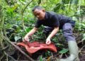 BKSDA Sumbar Catat 5 Rafflesia Tuan-Mudae Mekar Sempurna di Agam selama 2024