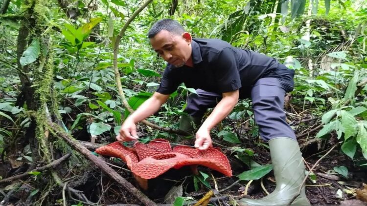 BKSDA Sumbar Catat 5 Rafflesia Tuan-Mudae Mekar Sempurna di Agam selama 2024 1 Petugas Resor Konservasi Wilayah II Maninjau BKSDA Sumbar sedang mengukur bunga Rafflesia Tuan-Mudae. Dok Antara/Yusrizal