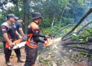 Hujan dan Angin Kencang, Pohon Tumbang Timpa Rumah Warga di Padangpariaman