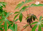 Daun Singkong: Sumber Nutrisi Penting untuk Kesehatan Optimal