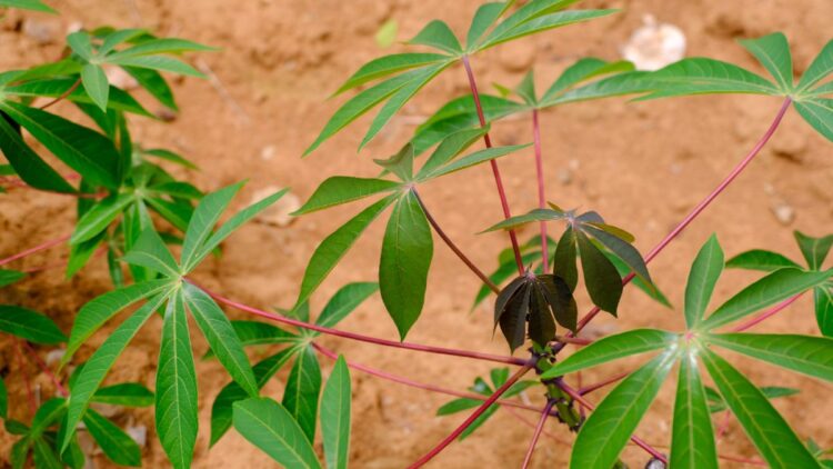 Daun Singkong: Sumber Nutrisi Penting untuk Kesehatan Optimal 1 Daun singkong. (dok. istimewa)