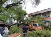 Angin Kencang, Pohon Tumbang Timpa Parkiran PTUN Padang dan Museum Adityawarman