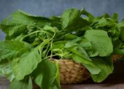 Simak! Ini Efek Samping Makan Bayam Setiap Hari