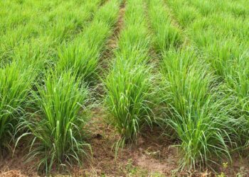 Tanaman serai wangi. (dok. istimewa)