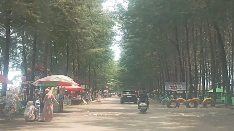 Jumlah Wisatawan ke Objek Wisata Pasaman Barat Meningkat 50% Selama Libur Panjang 1 Objek wisata Pohon Seribu Sasak Kabupaten Pasaman Barat ramu dikunjungi wisatawan saat libur panjang, Selasa (28/1/2025). ANTARA/Altas Maulana.