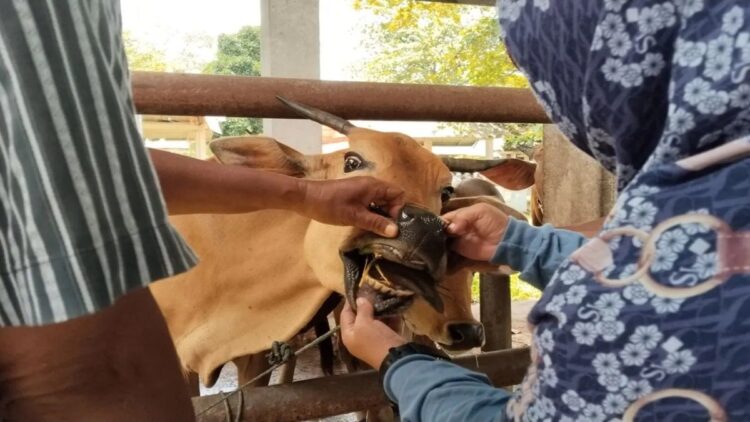 Kepala Bidang Kesehatan Hewan dan Masyarakat Veteriner Dinas Peternakan dan Kesehatan Hewan Padang Pariaman, Sumbar Devi Yanti (kanan) memeriksa kesehatan hewan di Pasar Ternak Sungai Sariak di VIII Koto, Rabu. ANTARA/Aadiaat M. S.