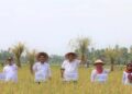 Tingkatkan Produksi dan Cegah Serangan Wereng, Pemko Pariaman Ganti Varietas Padi ke Inpari 2 Tingkatkan Produksi dan Cegah Serangan Wereng, Pemko Pariaman Ganti Varietas Padi ke Inpari