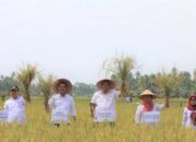 Tingkatkan Produksi dan Cegah Serangan Wereng, Pemko Pariaman Ganti Varietas Padi ke Inpari