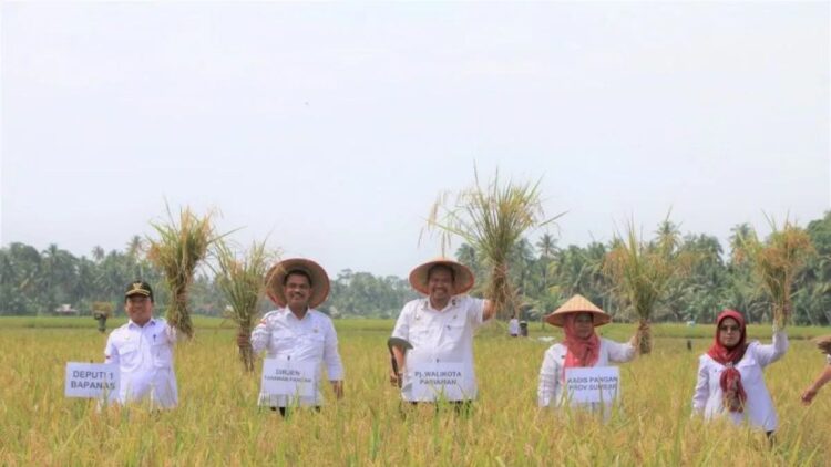 Wali Kota Pariaman, Sumbar terpilih Yota Balad (tengah) saat menjabat sebagai Sekretaris Daerah Kota Pariaman melakukan panen raya bersama pejabat dari Kementerian Pertanian di Pariaman pada 2023. Antara/HO-Diskominfo Pariaman