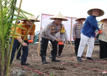 Polres Pasaman Barat Tanam Jagung 5 Ha untuk Dukung Ketahanan Pangan Nasional