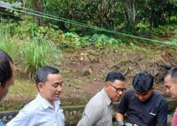 Harimau Sumatera Terekam di Pemukiman Warga Agam, BKSDA Pastikan Hanya Melintas