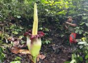 Bunga Bangkai Setinggi 2,62 Meter Mekar di Cagar Alam Batang Palupuh Agam