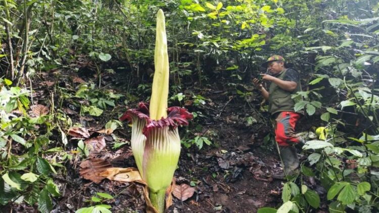 Bunga Bangkai Setinggi 2,62 Meter Mekar di Cagar Alam Batang Palupuh Agam 1 Pengendali Ekosistem Hutan BKSDA Sumbar sedang berada di bunga bangkai jenis amorphophallus titanum mekar sempurna di kawasan hutan Cagar Alam Palupuh, Selasa (7/1). (Dok HO/Adi Prima)