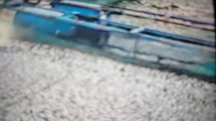 Bangkai ikan di Danau Maninjau, Kecamatan Tanjung Raya, Kabupaten Agam. Dok HO/Penyuluh Agam