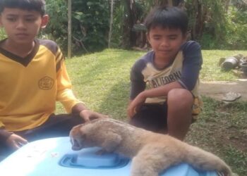 Dua Siswa SD di Agam Selamatkan Kukang Terluka