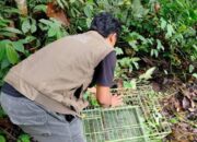 BKSDA Sumbar Lepasliarkan Induk Kukang dan Anak di Hutan Cagar Alam Maninjau