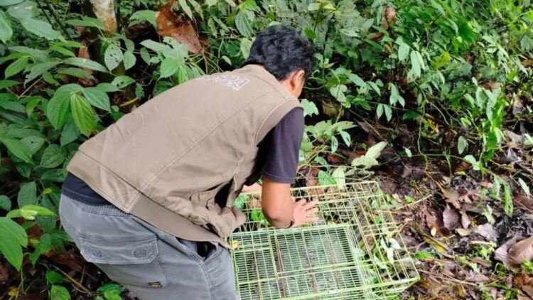 Petugas Resor Konservasi Wilayah II Maninjau BKSDA Sumbar melepasliarkan dua kukang ke kawasan hutan Cagar Alam Maninjau, Kabupaten Agam, Rabu (22/1). Dok Antara/Yusrizal
