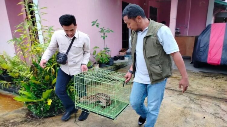 BKSDA Sumbar Terima Penyerahan Kucing Hutan dari Warga Agam 1 Petugas BKSDA Sumbar sedang menerima kucing kuwuk dari warga Kabupaten Agam, Kamis (23/1). Dok Antara/Yusrizal
