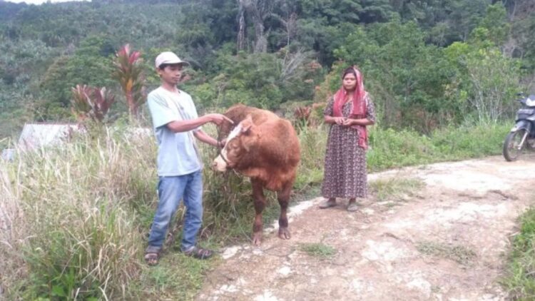 Harimau Sumatera Diduga Serang Ternak Sapi di Kabupaten Agam 1 Warga Pagadih Hilia Nagari atau Desa Palupuh, Kabupaten Agam, Rinaldi sedang membawa ternaknya yang diserang harimau. Dok HO/BKSDA Sumbar