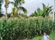 Produksi Jagung Kota Pariaman Naik 137 Ton pada 2024, Pemko Dukung Petani dengan Benih-Pupuk