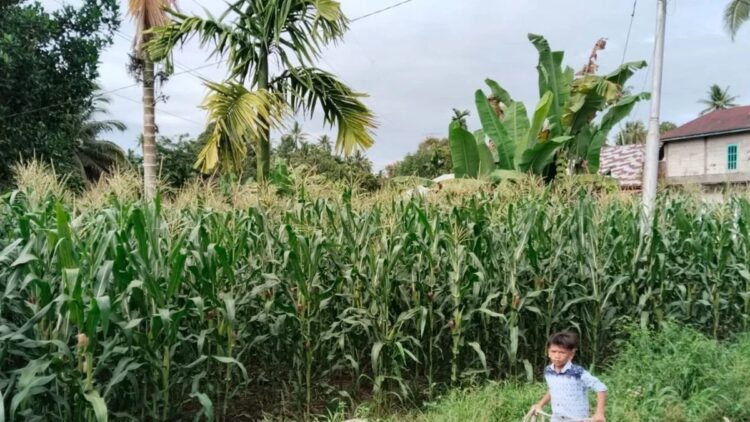 Produksi Jagung Kota Pariaman Naik 137 Ton pada 2024, Pemko Dukung Petani dengan Benih-Pupuk 1 Seorang anak membawa dua ekor anjing melintas di depan kebun jagung warga di daerah Kecamatan Sungai Geringging, Padang Pariaman. ANTARA/Aadiaat M. S.