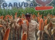 Pemkab Pasaman Barat Terima 31.430 Ton Pupuk Bersubsidi 2025, Dimanfaatkan 31.990 Petani