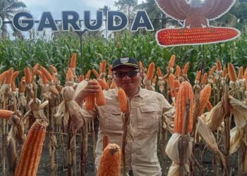 Pemkab Pasaman Barat Terima 31.430 Ton Pupuk Bersubsidi 2025, Dimanfaatkan 31.990 Petani