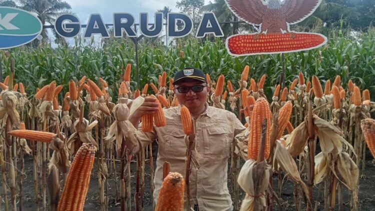 Kepala Dinas Tanaman Pangan dan Hortikultura Pasaman Barat Doddy San Ismail saat panen raya jagung di salah satu kelompok petani beberapa waktu lalu. (ANTARA/Altas Maulana).  (Alokasi pupuk bersubsidi)