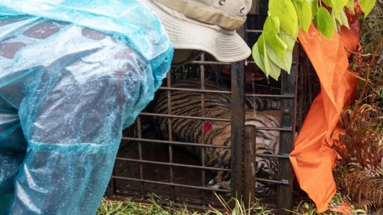 BKSDA Sumbar Intensifkan Pencarian Harimau Sumatera Terlibat Konflik dengan Masyarakat di Agam 1 Dokter hewan mengamati seekor Harimau Sumatra setelah disuntikkan bius usai masuk ke kandang jebak pada 14 November 2024 di Kabupaten Solok, Sumatera Barat. (ANTARA/Muhammad Zulfikar)