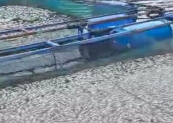 Dilanda Angin Kencang, Lima Ton Ikan Danau Maninjau Mati