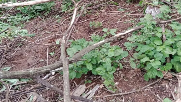 Harga Minyak Nilam Tembus Rp2,3 Juta per Kilogram, Petani Pasaman Raih Keuntungan Besar 1 Kebun nilam milik Nepron (34) warga Lanai Hilir, Nagari Cubadak Barat, Kecamatan Dua Koto, Kabupaten Pasaman, Selasa (28/1/2025).