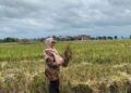 Produksi Gabah Kering Panen di Pariaman Naik 21,4 Ribu Ton pada 2024 7 Kepala Bidang Tanaman Pangan Hortikultura dan Perkebunan, DPPP Kota Pariaman Marlina Sepa meninjau panen padi di persawahan di Pariaman. Antara/HO-Dinas Pertanian Pangan dan Perikanan Pariaman (ANTARA/Aadiaat M. S.)