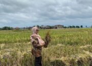 Produksi Gabah Kering Panen di Pariaman Naik 21,4 Ribu Ton pada 2024