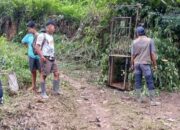 BKSDA Sumbar Pasang Kandang Jebak Evakuasi Harimau di Pagadih Agam