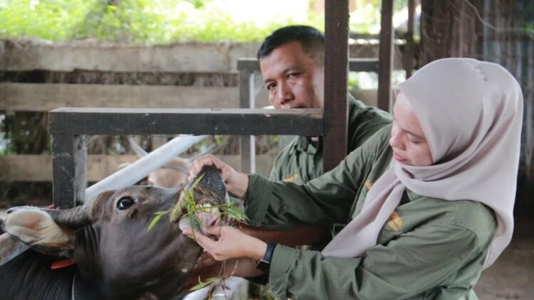 Cegah Penyebaran PMK, Pemprov Sumbar Perketat Pengawasan Lalu Lintas Hewan Ternak 1 Ilustrasi: Petugas memeriksa kesehatan hewan ternak di Kota Padang, Sumatera Barat. (Antara/Fandi Yogari)