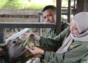 Cegah Penyebaran di Hewan Ternak, Pemprov Sumbar Siapkan 54 Ribu Dosis Vaksin PMK