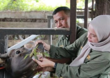 Cegah Penyebaran di Hewan Ternak, Pemprov Sumbar Siapkan 54 Ribu Dosis Vaksin PMK