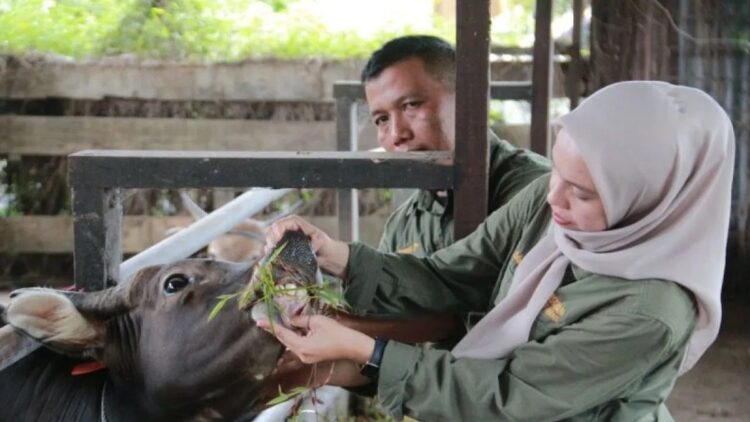 Cegah Penyebaran di Hewan Ternak, Pemprov Sumbar Siapkan 54 Ribu Dosis Vaksin PMK 1 Petugas memeriksa kesehatan mulut ternak sapi di Kota Padang, Sumatera Barat. ANTARA/Fandi Yogari