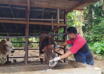 Pemko Pariaman Rekomendasikan Langkah Preventif Cegah Penyebaran PMK pada Sapi